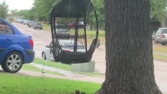 The cute squirrel is eating grass