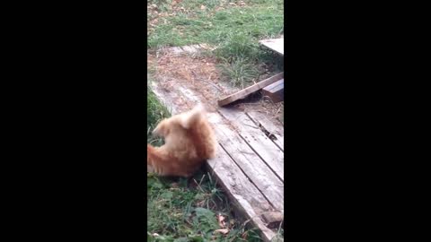 This cat was born without the ability to balance. This is him "hunting" a mouse.