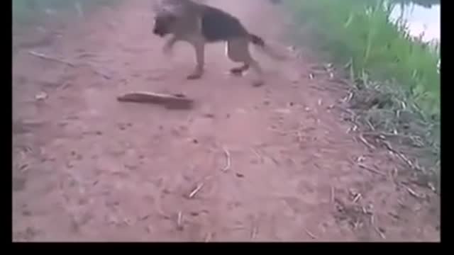 Dog got a shock funny.. Very Very Funny 🐕