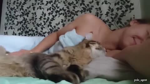 funny cat
