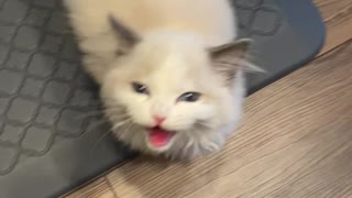 Tulip the Hungry Kitten Yells for Breakfast