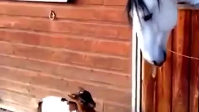 CRAZY & FUNNY EXPRESSION OF ANIMALS WEARING CLOTHES