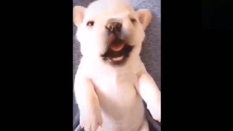 Funny animals [] Try not to laugh compilation 23