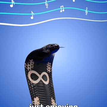 How snake charming works