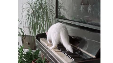 The cat is playing on the piano