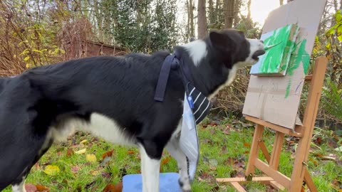 Enthusiastic Border Collie Plein Air Paints