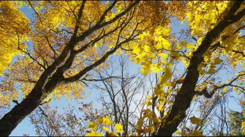 l The Breathtaking Beauty of Nature | HD Beautiful Nature 2021