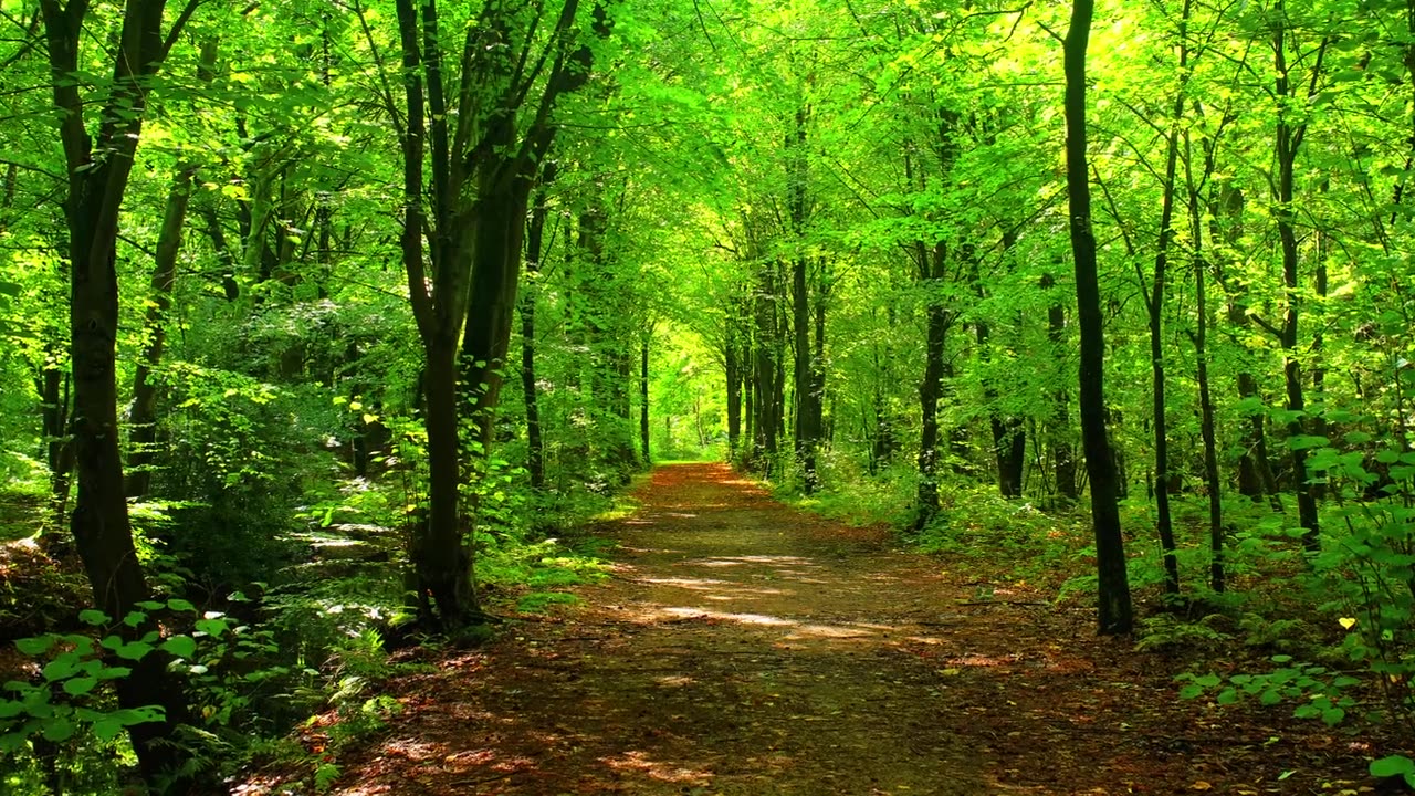 Green forest