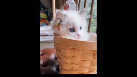 Funny kitten playing with her catch toy