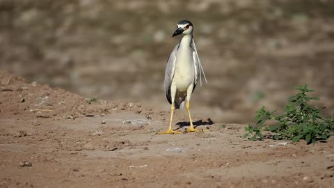 Night Heron