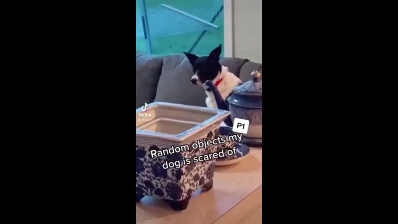 Pup gets scared from totally random household objects