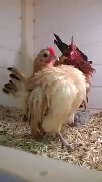 The world's smallest chicken is laying eggs