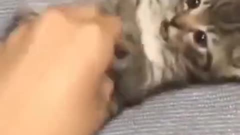 Cute Cats #Shorts Funny video #shorts