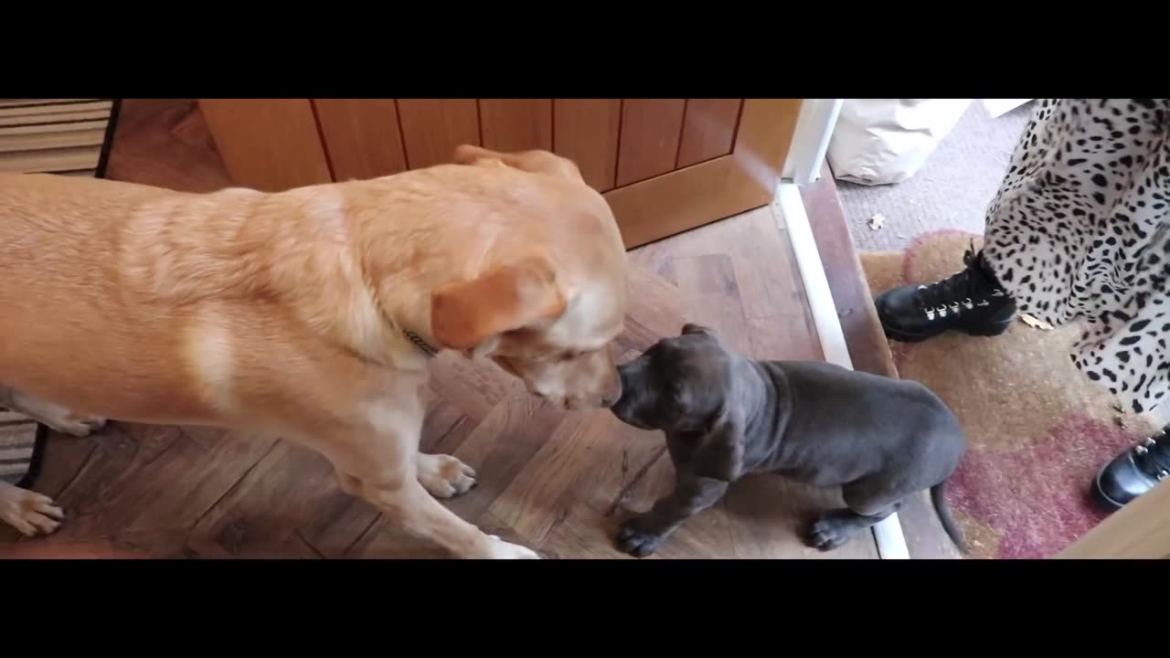 CUTEST CANE CORSO PUPPY IN THE WORLD!