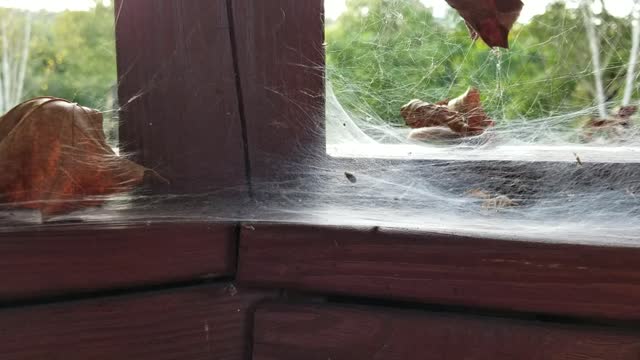 A Spider's lunch!