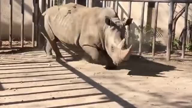 The rhino is running wild