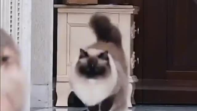 Life is challenges 🤣 Funny Video Cat