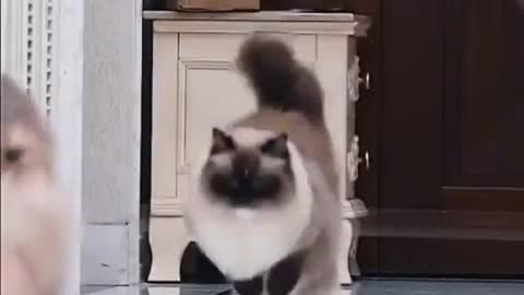 Life is challenges 🤣 Funny Video Cat