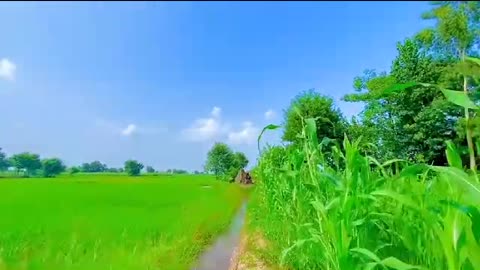 #village#pinde#viral#shorts