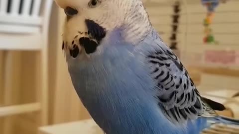 Budgie saying do you wanna kiss 🐦😘🤭