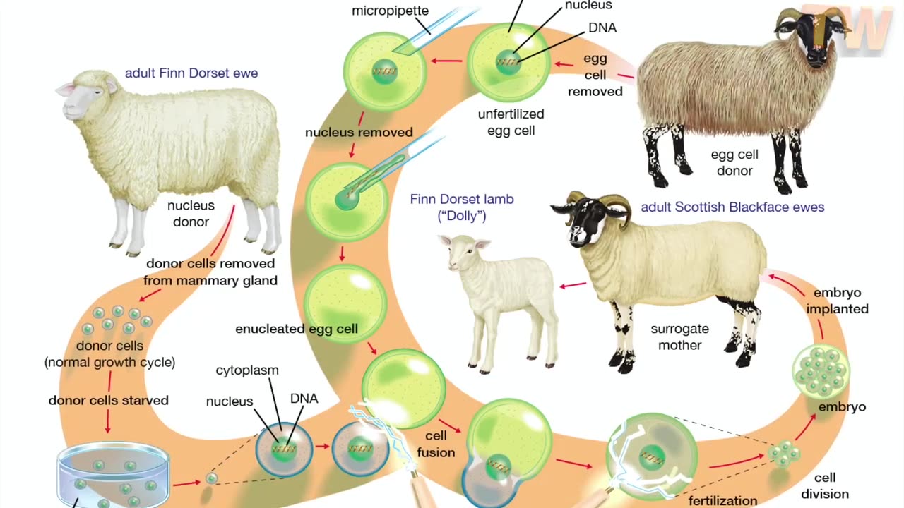 Human Cloning Part 2