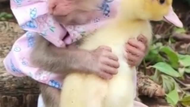 Video funny, engraçado macaco e pato