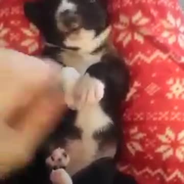 Cute baby puppy sticks out tongue!
