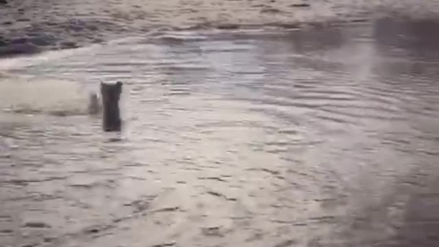 Cream dog swimming to other side of pond