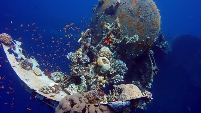 Fishes And Corals Growing On A Shipwreck Underwater