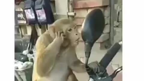 Funny monkey