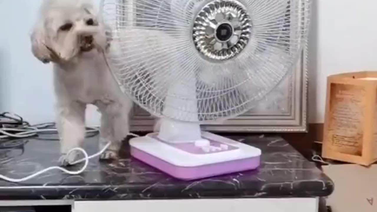 Dog Adjusts Fan