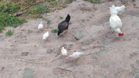 The chicks are eating baby food