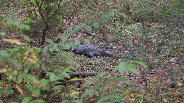 Alligator in the Nature