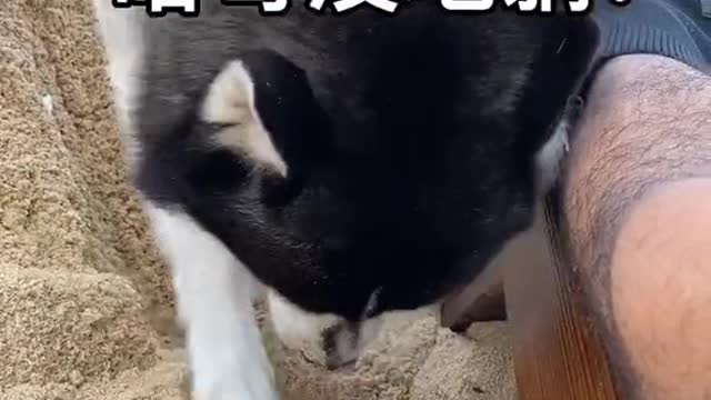 Funny Pet 2021 It's time to LAUGH with Dog's lifes29