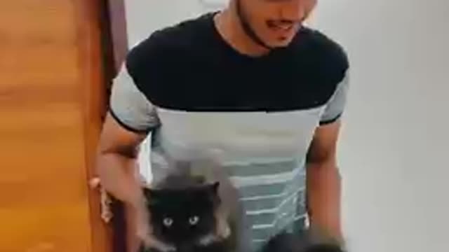 Respect Cat Lover's #shorts #trending #tiktok #USA #UK #viral #india #shorts #trending #wilflie