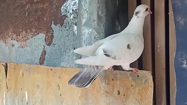 rescued the pigeon stuck in the fence... he almost died