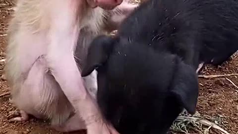 Little monkey Mickey and his friend Doggy
