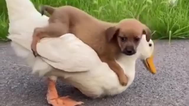 #CuteDog#Funny Dog#Dog and Duck Friendship