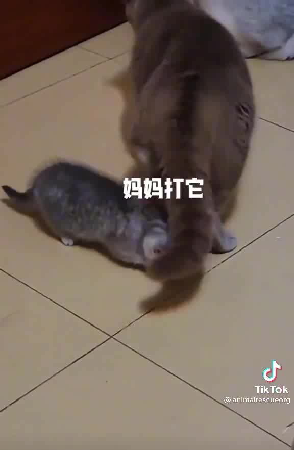 Cat fight with big cat