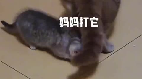 Cat fight with big cat