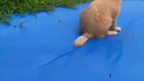 Oh no Something happen wrong with that Doggy