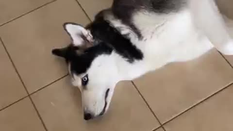 Husky Sleeps In CRAZY POSITIONS!