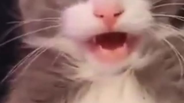 Cute cat funny video cute happy cat