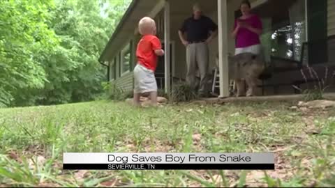 Dog Saves Boy from Snake