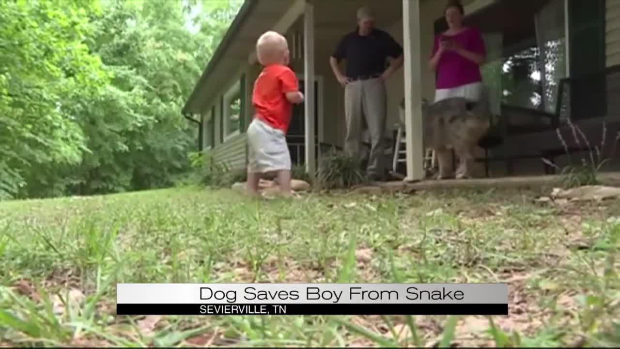 Dog Saves Boy from Snake