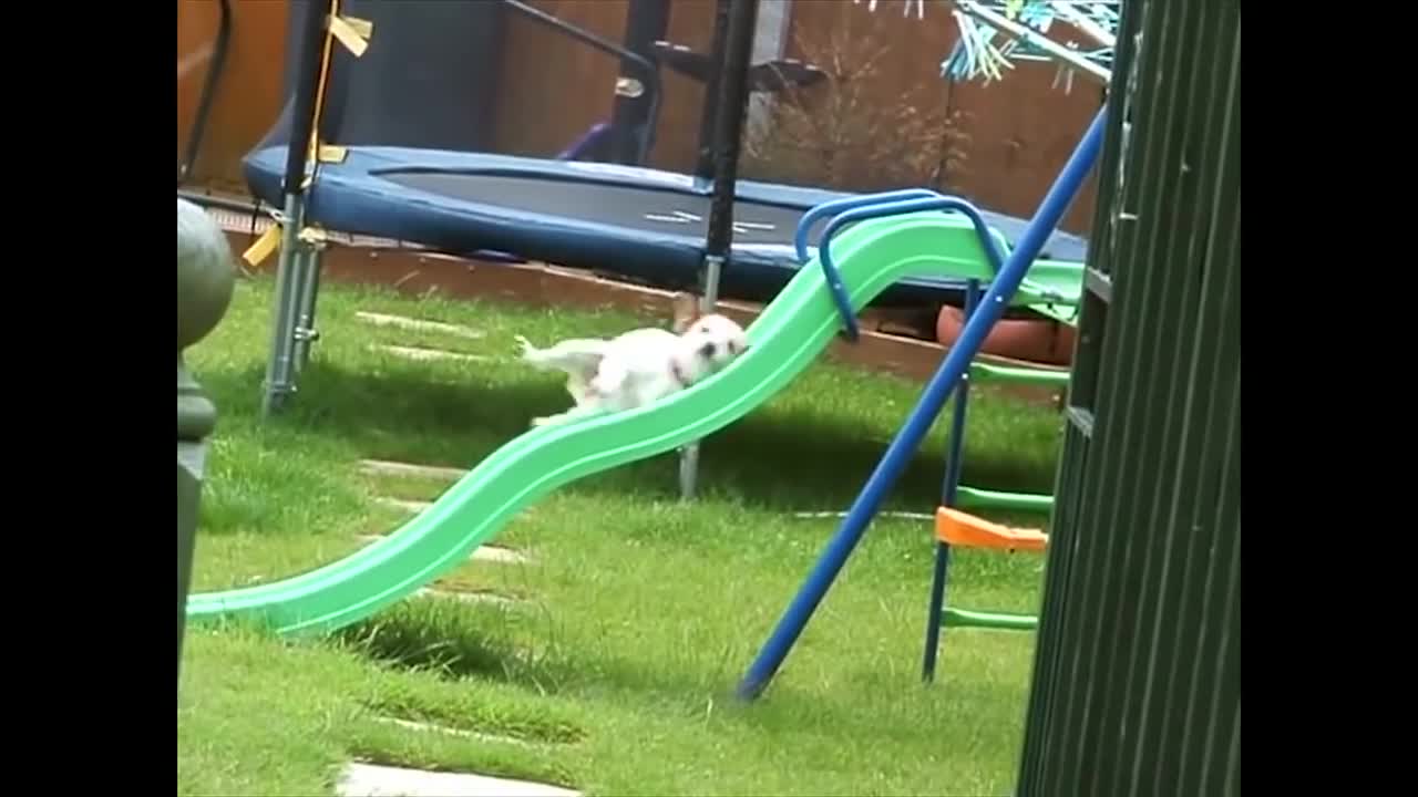 Dogs Who Fail At Dogs.