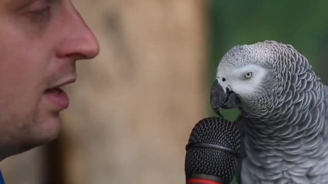 Telented parrot talking with trainer