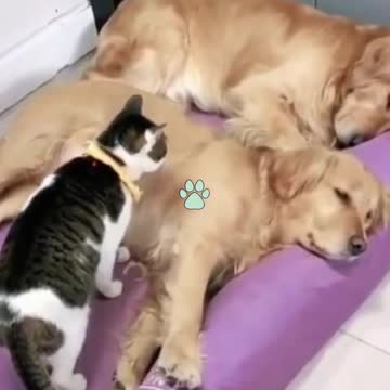 BEST 2021 clips cats and dogs