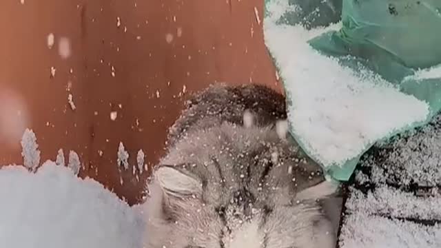 The reason why cats are so obsessed