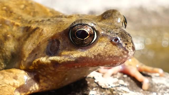 Amphibian pet frog